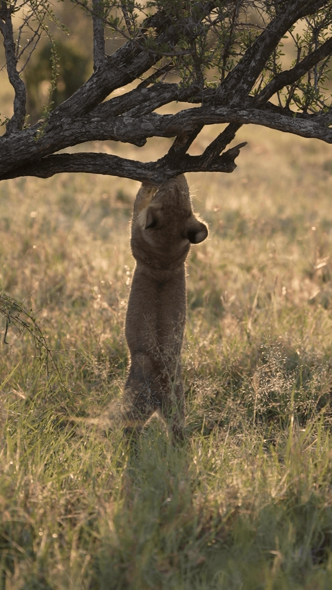 Singita Grumeti_Lion Cub_Reel