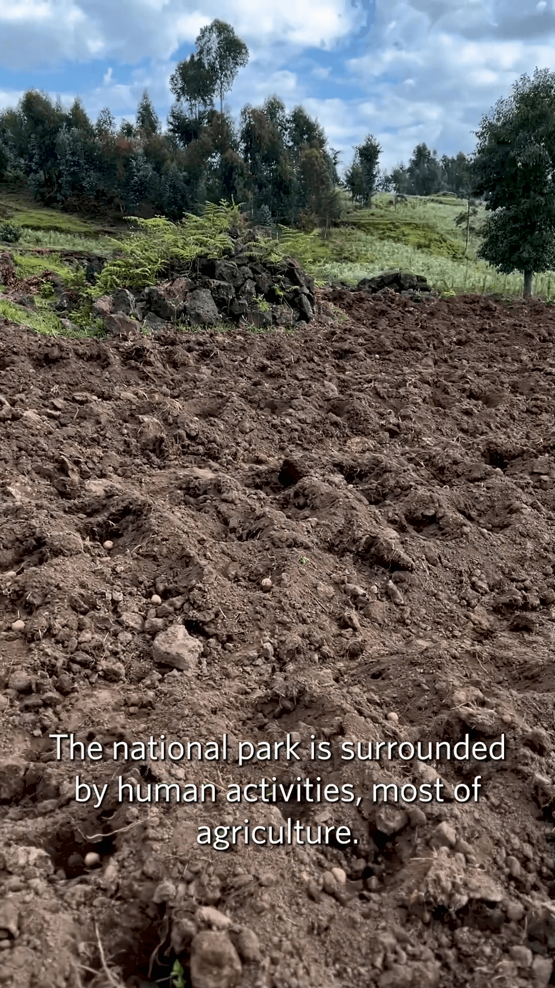 Gorilla Trek Pre-Brief
