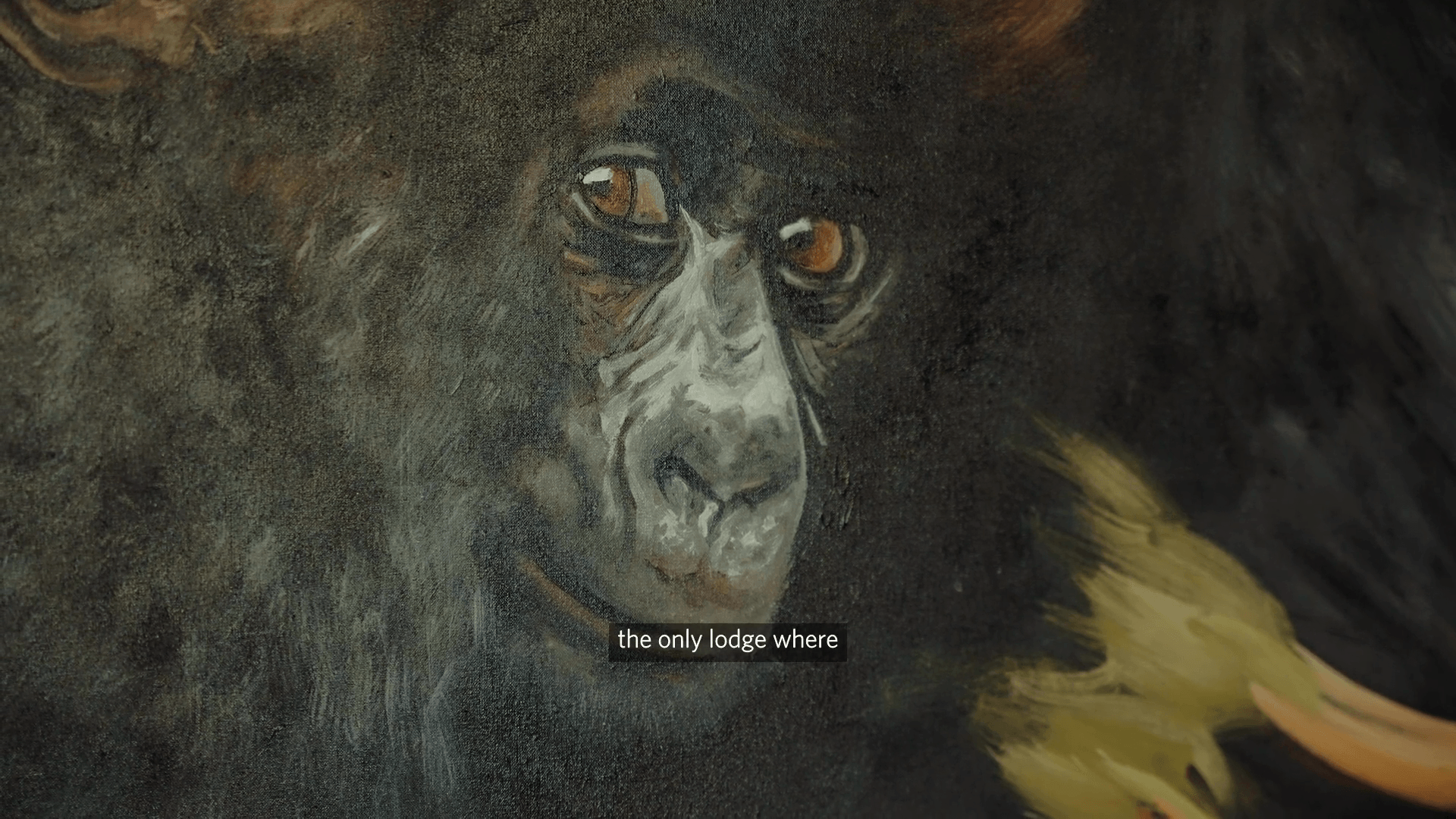 Watching Nature Recover at Singita Volcanoes National Park (1080p)