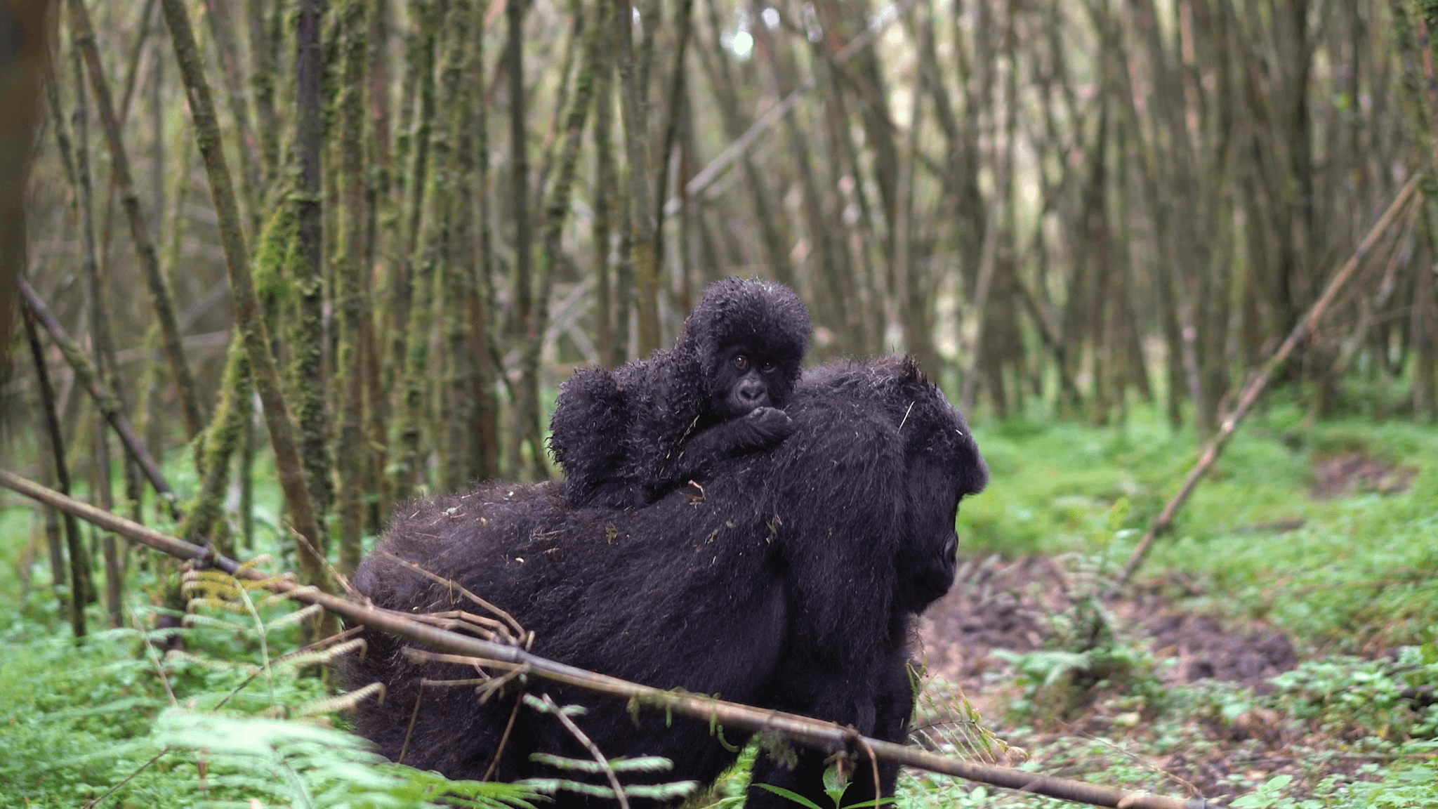 Singita Volcanoes National Park_Meet Charles Nsabimana Conservationist (2160p)