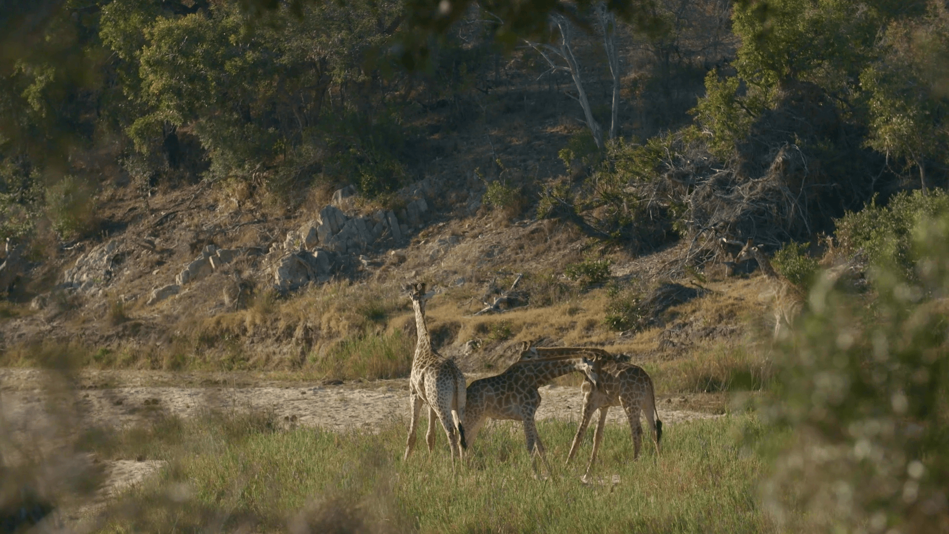 Singita Lebombo Lodge (1080p)