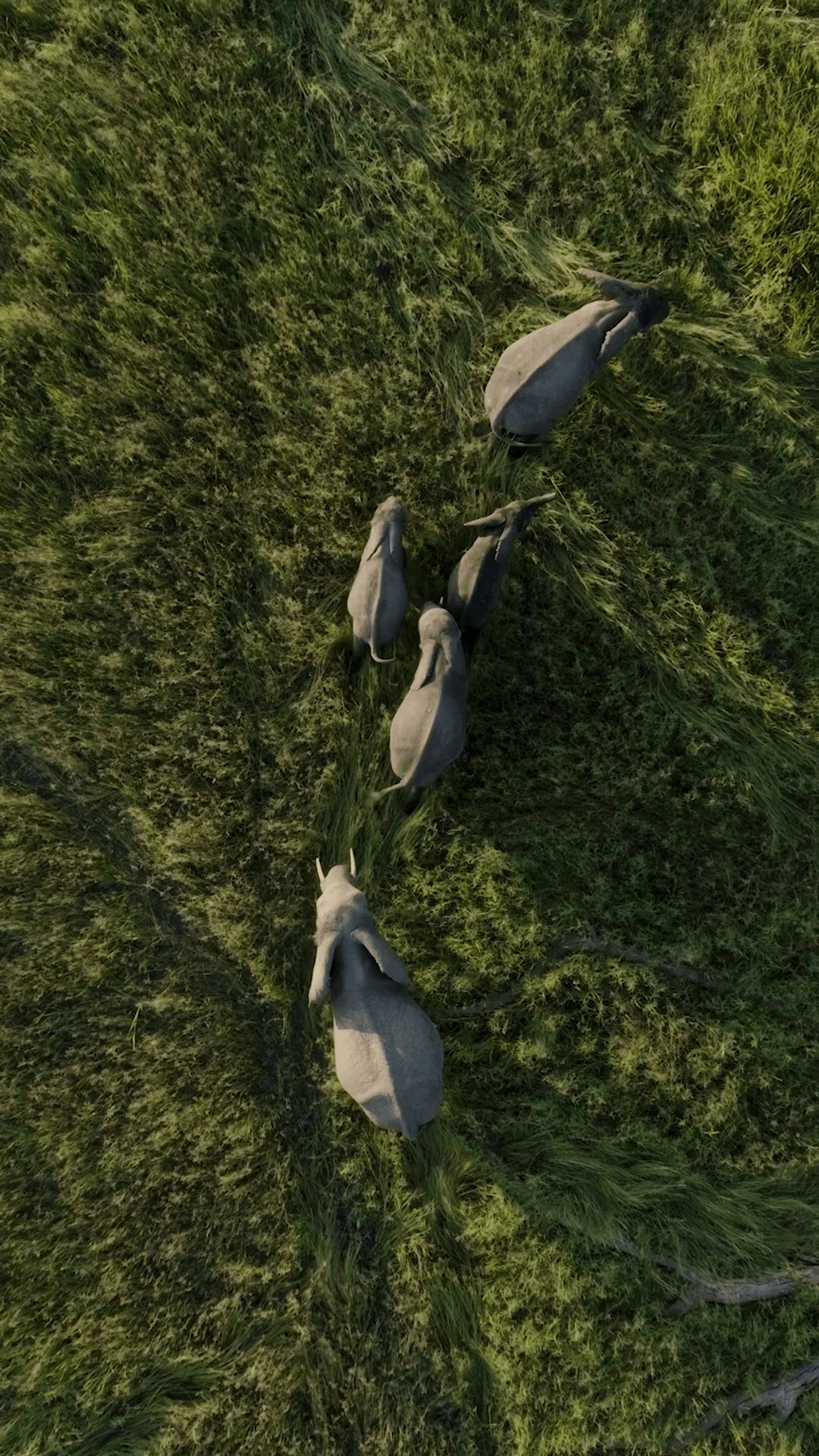 Elephants walking in the grass