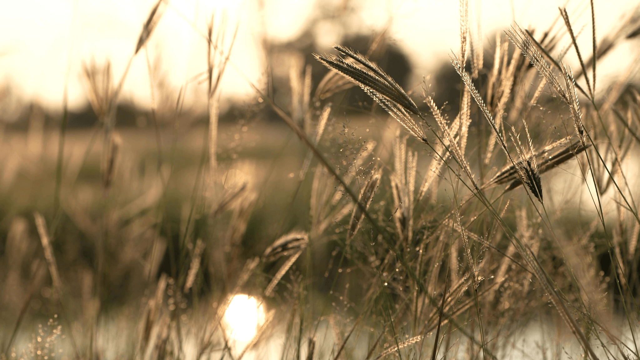 Grass shimmering in the sunlight